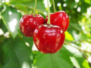 7 Best Foods to Support Kidney Function