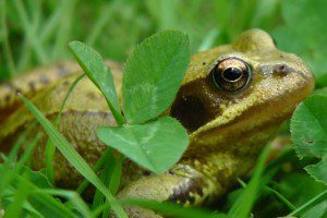 Frog friend - frogs love to feast on garden slugs
