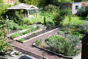 Keeping slugs & snails off your veggies compassionately