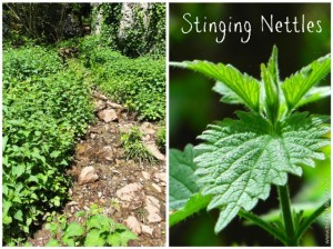 Nettles - guide to foraging for wild plants and flowers