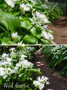 Wild garlic - guide to foraging for wild plants and flowers