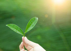 Green Tea May Have Brain Healing Properties Benefits