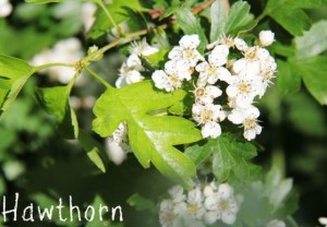 Hawthorn - guide to foraging for wild plants and flowers