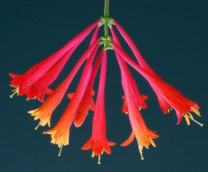 Honeysuckle A Sweet-Scented Remedy that Calms Inflammation, Infection and Contagious Illness