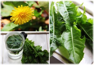 How to Make Dandelion Tea