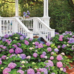 Hydrangea A Pretty Flower with a Nutritional Punch