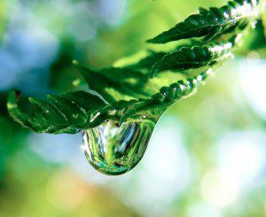 Plants Are Far More Intelligent Than We Ever Assumed