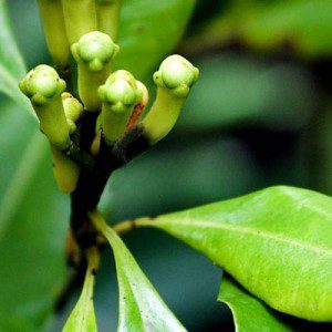 clove plant