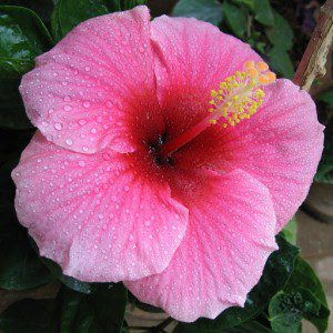 9 Herbs and Plants That Will Lower Your Blood Pressure Naturally - Hibiscus