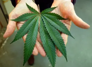 Cannabis Oil Cures 8 Month Old Infant of Cancer, Dissolving Large Inoperable Tumor In 8 Months