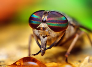 How to Develop The Fly Eye for Enhanced Awareness