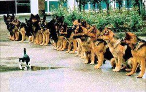 Transcending the Parasitic Fear Agenda - Cat and Dogs