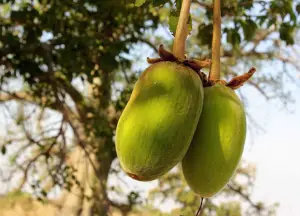 10 Amazing Superfoods - Harnessing Nature's Healing Potential - Baobab
