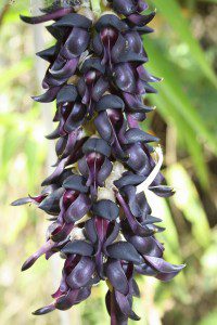 10 Amazing Superfoods - Harnessing Nature's Healing Potential - Macuna