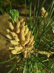 10 Amazing Superfoods - Harnessing Nature's Healing Potential - Pine Pollen