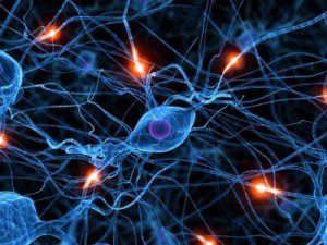 Feed Your Brain