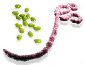 Natural Treatments for Ebola Virus Exist, Research Suggests