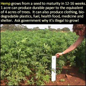 hemp