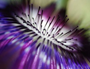 6 Herbs to Enhance Female Libido