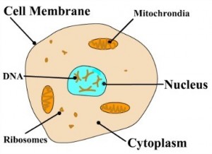 Using Nature's Remedies for Health and Wellness - Cells
