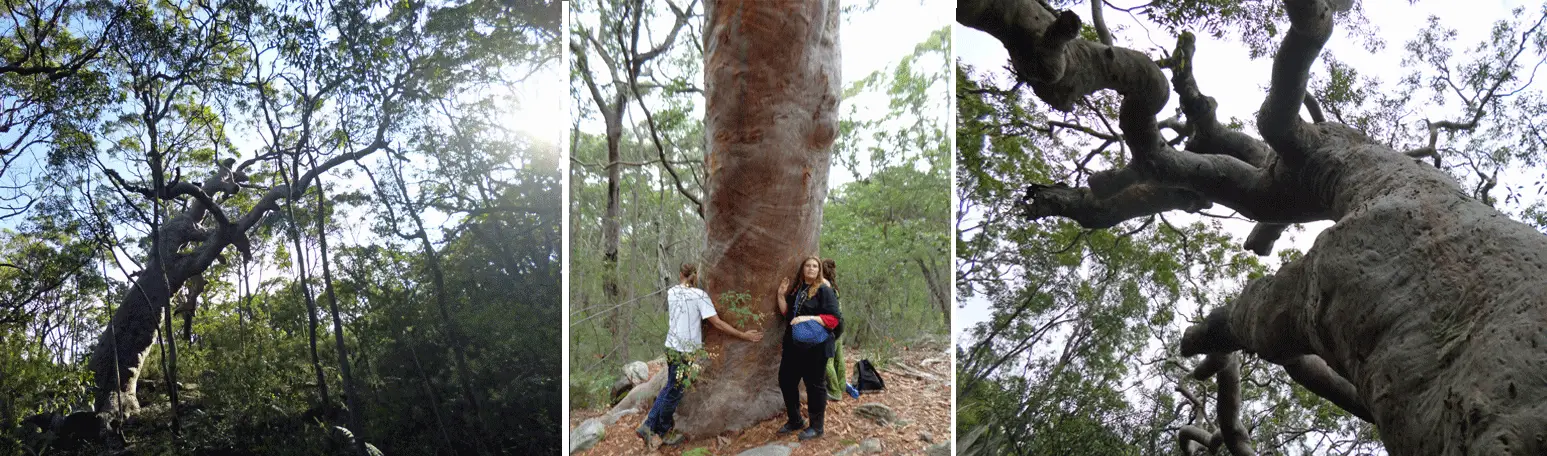 The Grandmother Tree