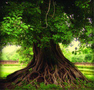 The Nourish Practice for Deep Rejuvenation