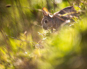 What a Rabbit Taught Me About Being an Empath