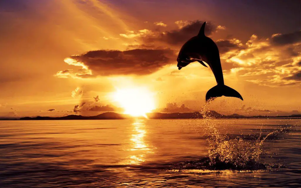 The Golden Age Paradigm of Abundance - Freedom - Dolphin