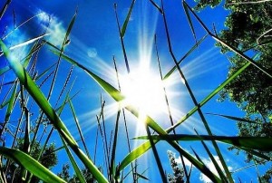 Vitamin D a Key Factor in Treating Multiple Sclerosis