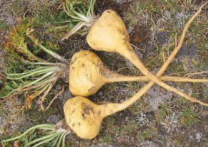 Constantly Tired - 12 Herbs to Increase Energy and Vitality - Maca