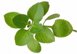 Constantly Tired - 12 Herbs to Increase Energy and Vitality - Oregano