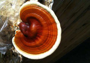 Constantly Tired - 12 Herbs to Increase Energy and Vitality - Reishi Mushroom