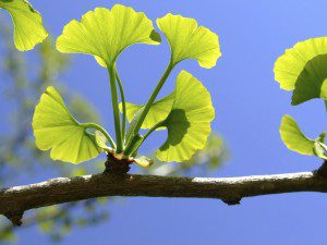 Gingko Biloba