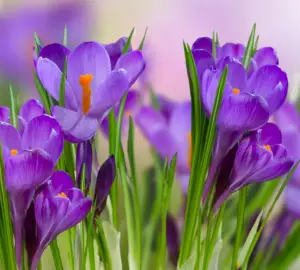 saffron