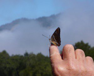 Healing Body and Soul Through the Japanese Art of Shinrin Yoku - Butterfly