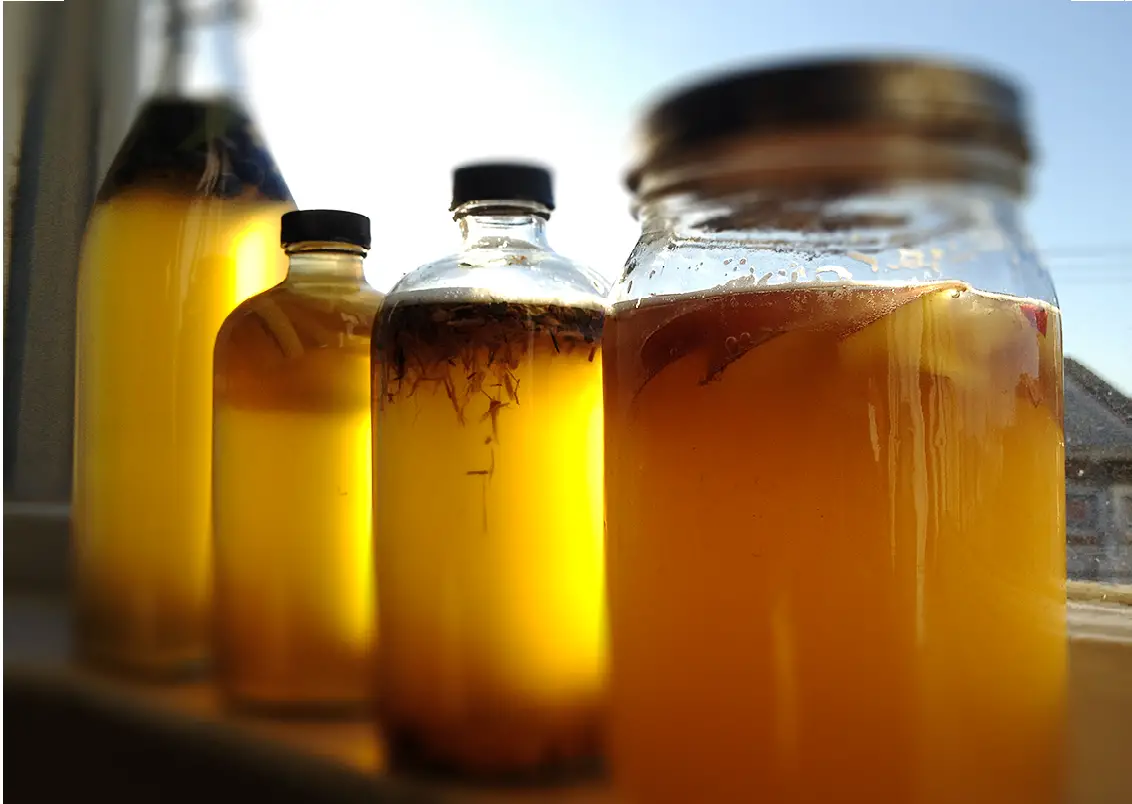 How to Make Kombucha - Copy