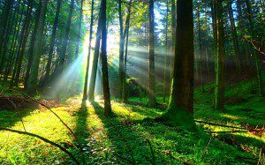 The Effortless Presence – Active Meditation vs. True Meditation