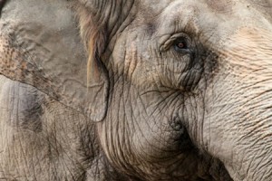 50 Percent of the World's Wildlife Gone in Just 2 Human Generations 3