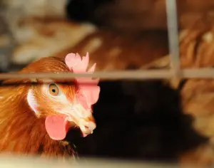 Animal Farm and the Archonic Abuse Paradigm