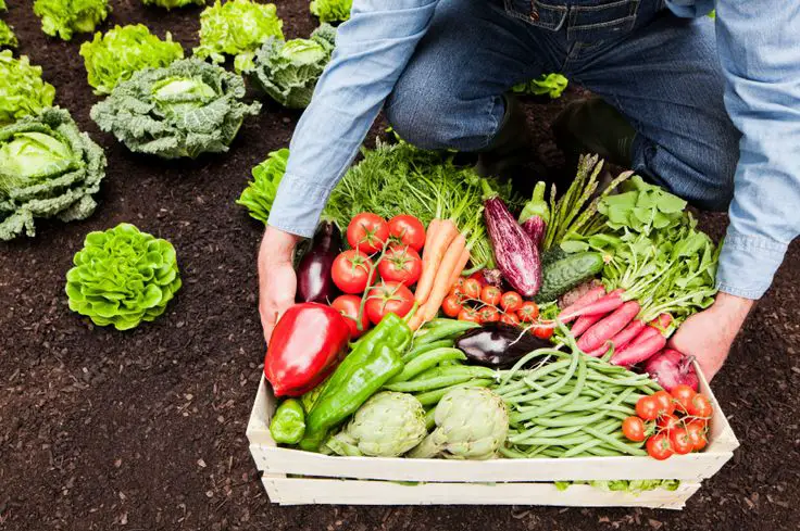 Easiest-Vegetables-to-Grow-at-Home