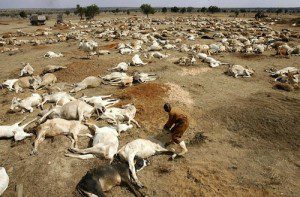 Global Weather Modification Assault Causing Climate Chaos And Environmental Catastrophe - 02 Dead Cows