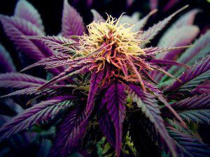Is Marijuana Prohibition a Suppression of The Divine Feminine - Cannabis