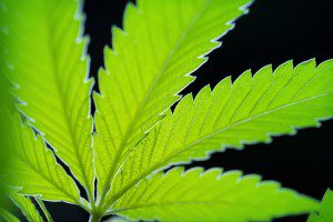 Over 100 Scientific Studies Agree - Cannabis Annihilates Cancer