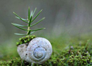 The Consciousness Of Plants