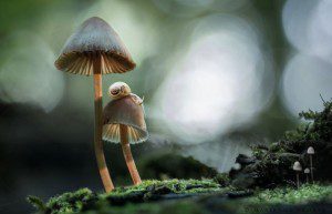 plant consciousness 02