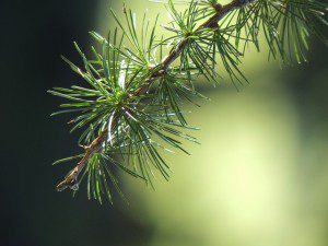 Pine Bark Extract for Male Reproductive Health