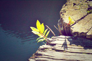 Ritualized Bliss - Detox Rituals for the Utopian Body