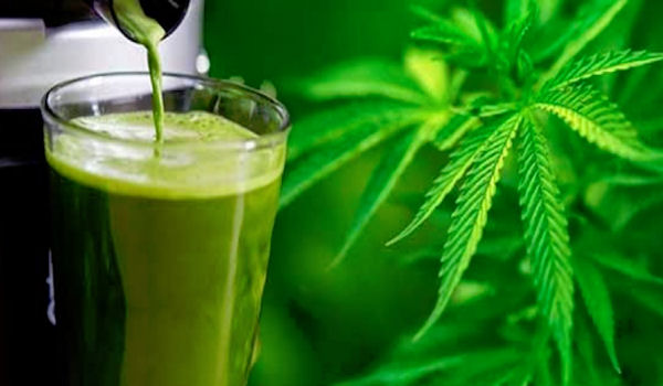 Cannabis Most Important Vegetable on the Planet - FB