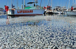 Massive Toxic Algae Bloom Fuels Marine Ecosystem Collapse - Global Die Off