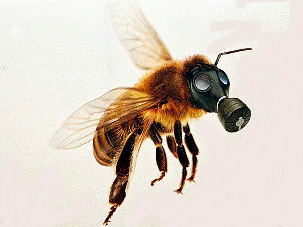 Neil Young, Pope Francis and 100,000 Beekeepers Take a Stand Against Toxic Agriculture - FB